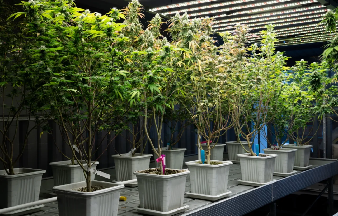 container trees outdoors patio
