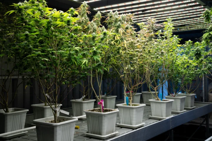 container trees outdoors patio