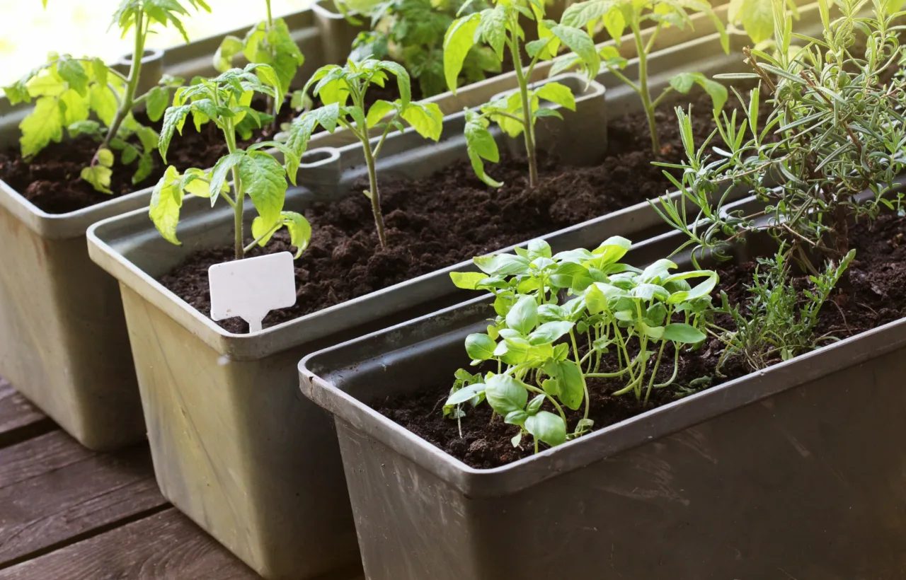 container vegetable garden