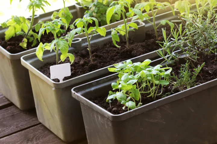container vegetable garden