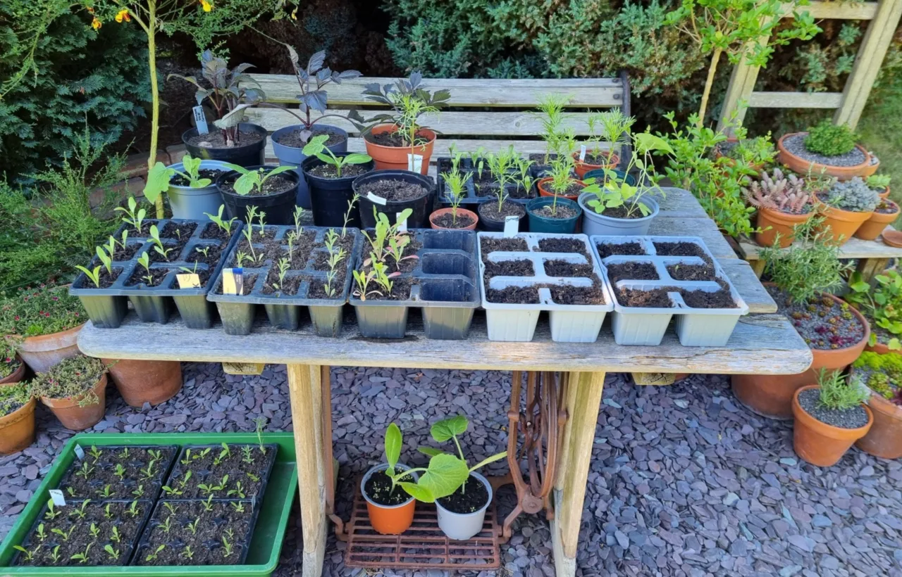 container vegetable garden ideas