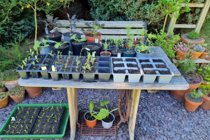 container vegetable garden ideas