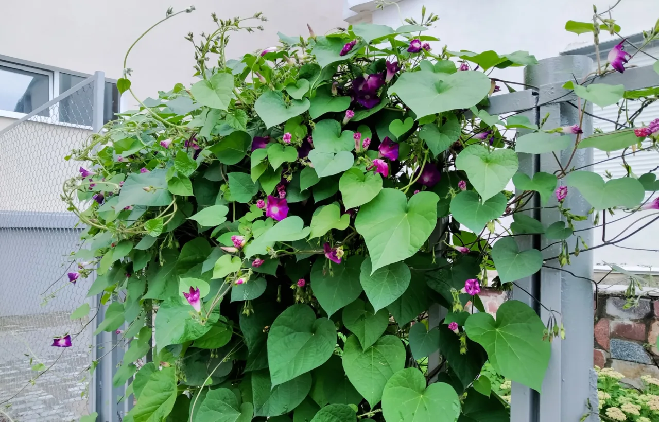 creeping jenny container