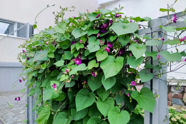 creeping jenny container