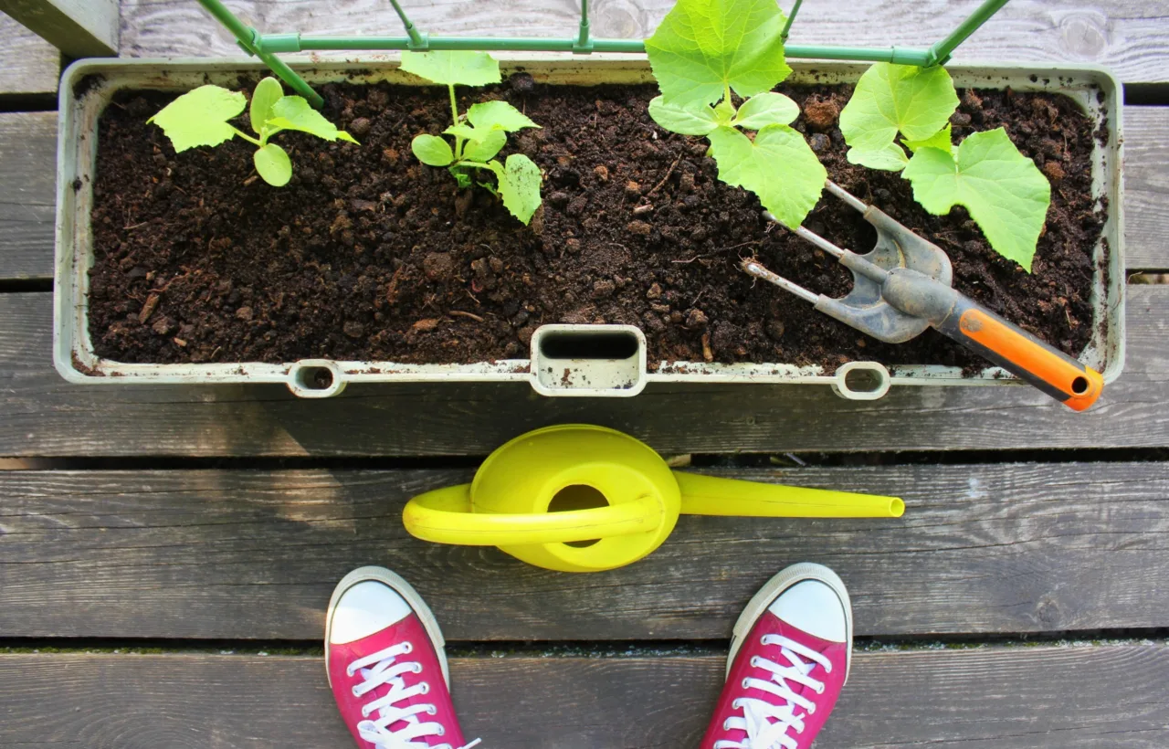 cucumber container gardening