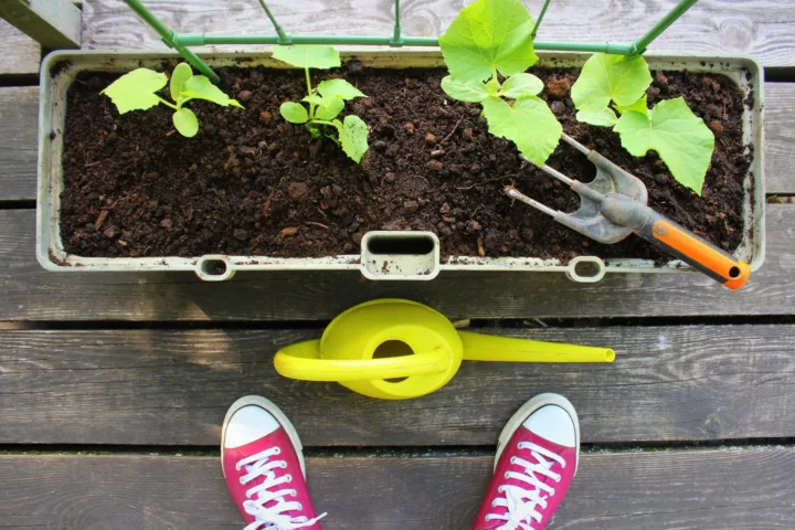 cucumber container gardening