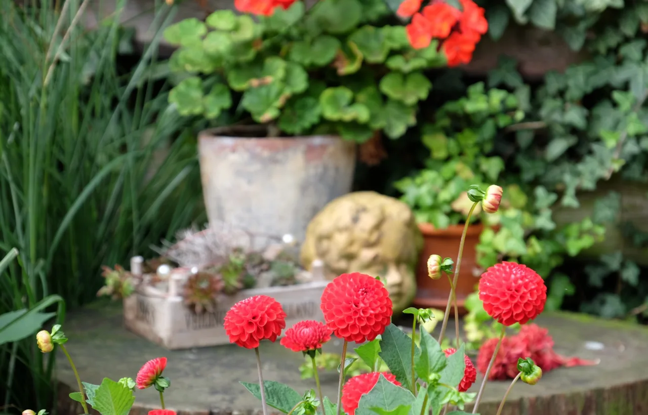 dahlia in pots container garden
