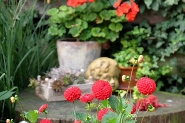 dahlia in pots container garden