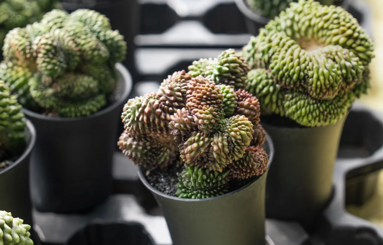 drought tolerant container plants