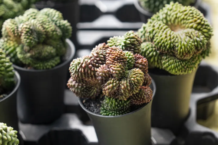 drought tolerant container plants