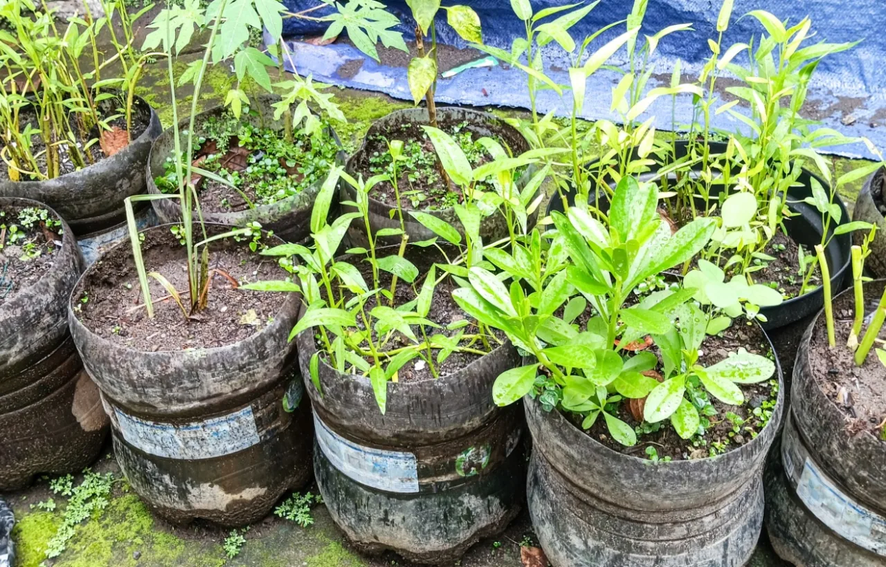 easy container gardening vegetables