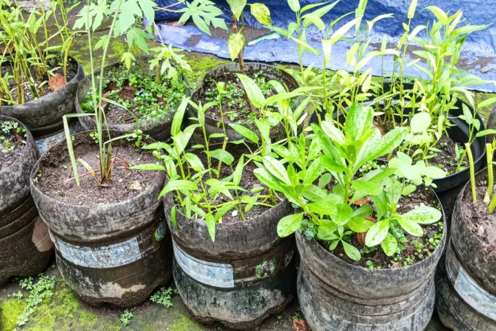 easy container gardening vegetables