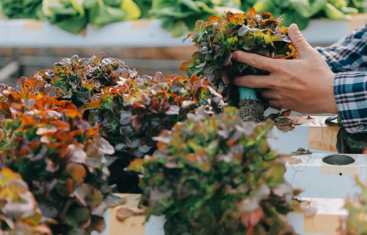 fall container gardens