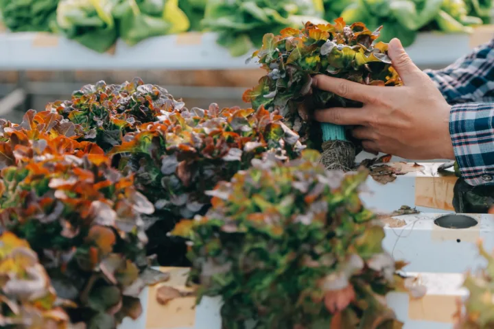 fall container gardens
