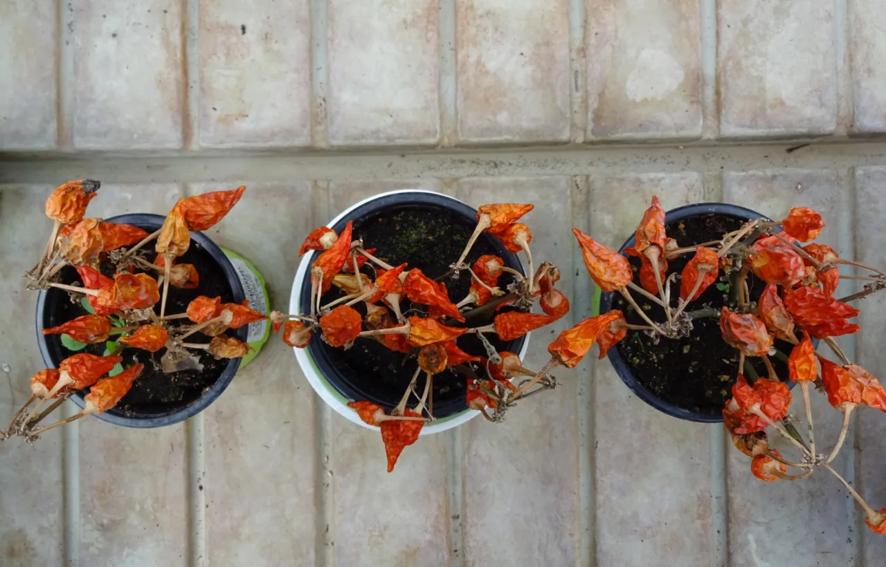 fall container plants
