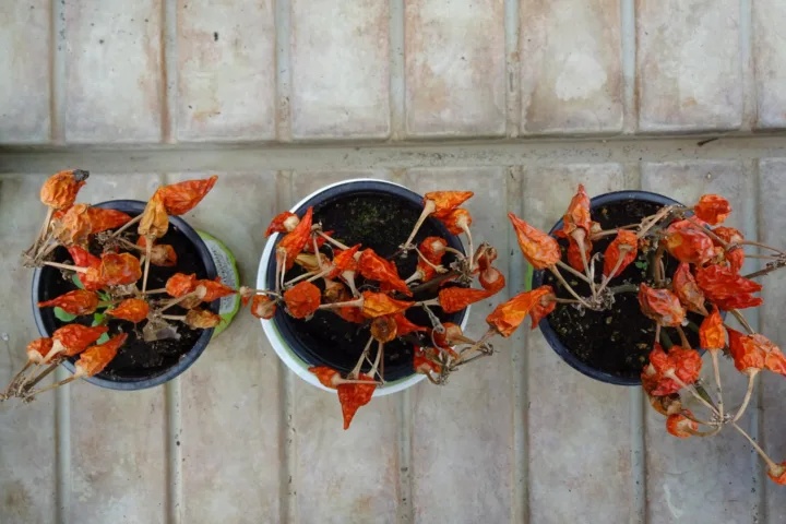 fall container plants