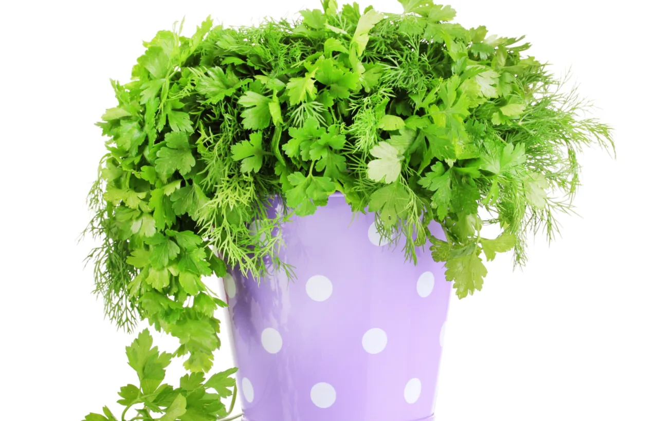 fern container ideas