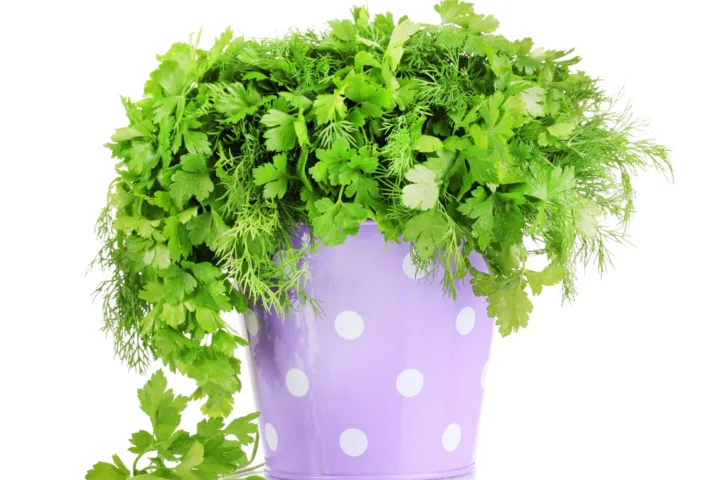 fern container ideas