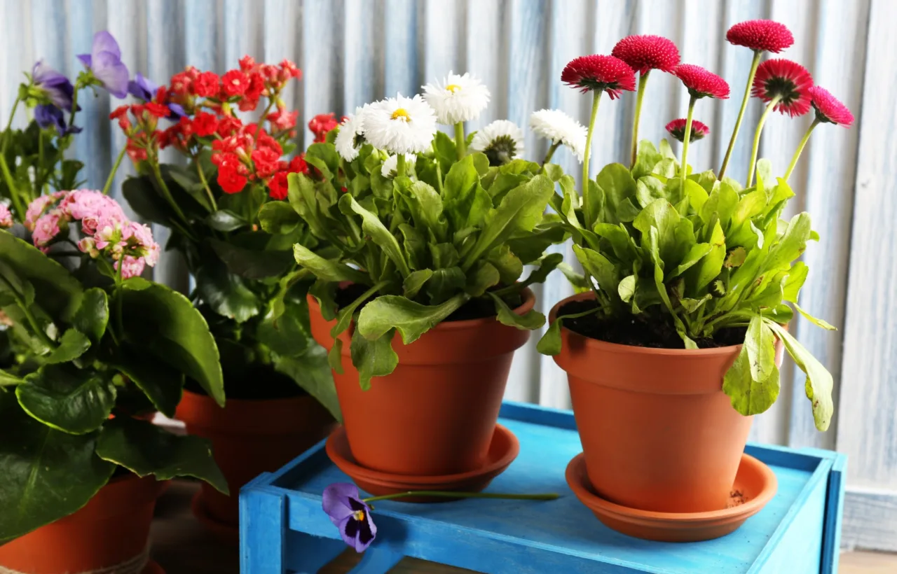 flower pot arrangements full sun container plants