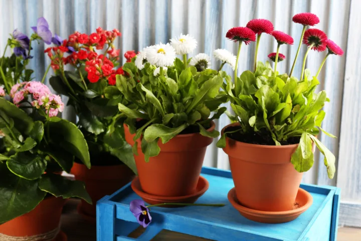 flower pot arrangements full sun container plants