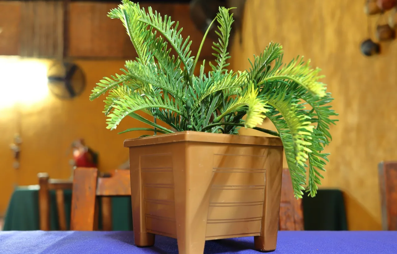 foxtail fern container ideas