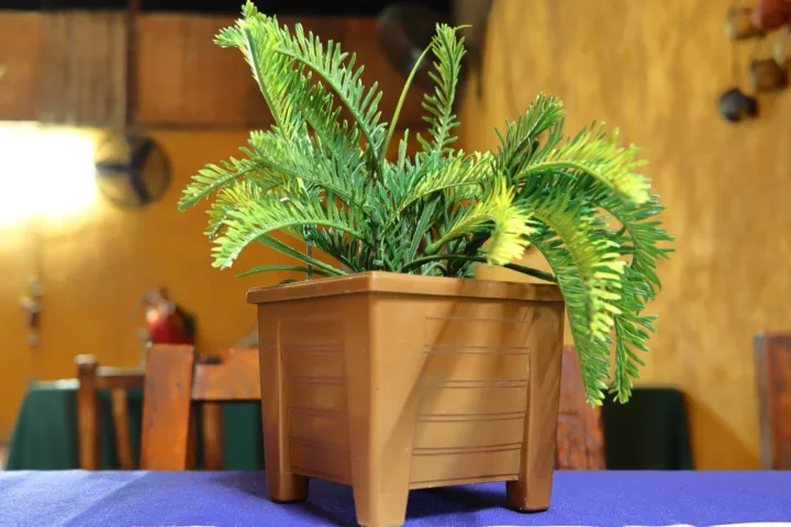 foxtail fern container ideas