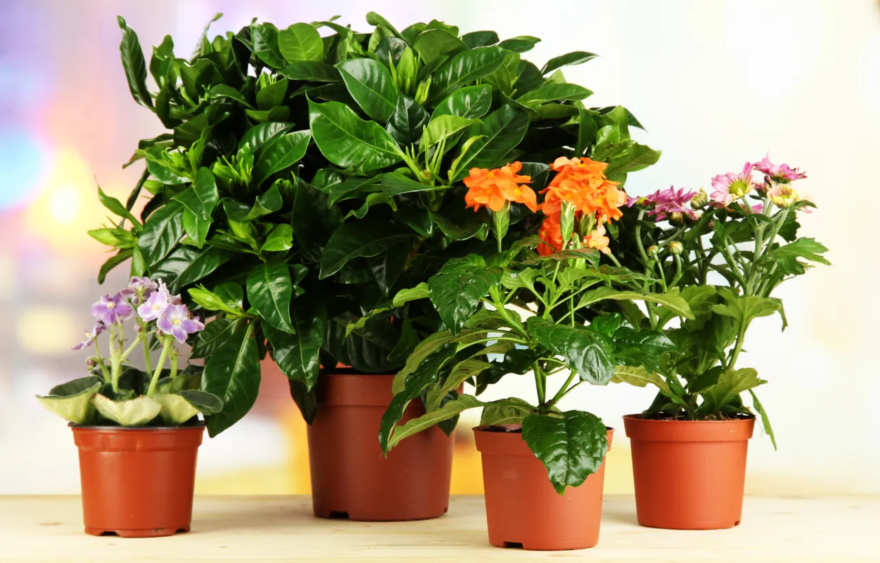 full shade container plants