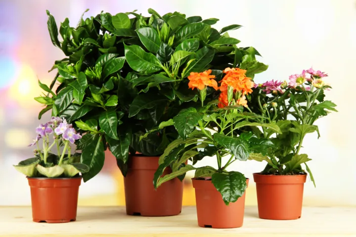full shade container plants