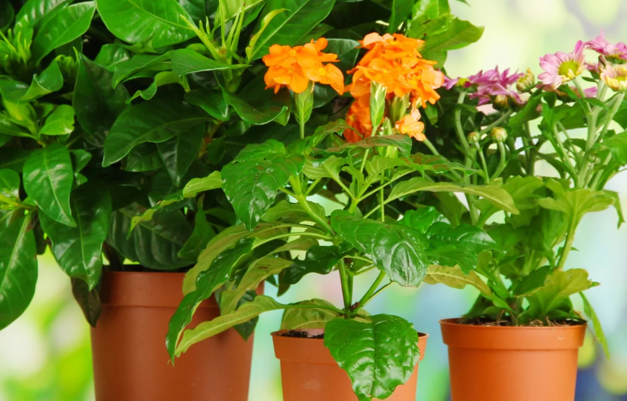 full sun container plants