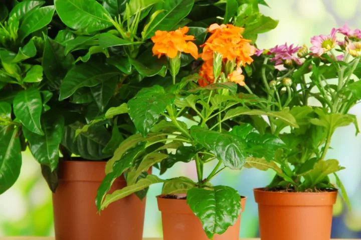 full sun container plants
