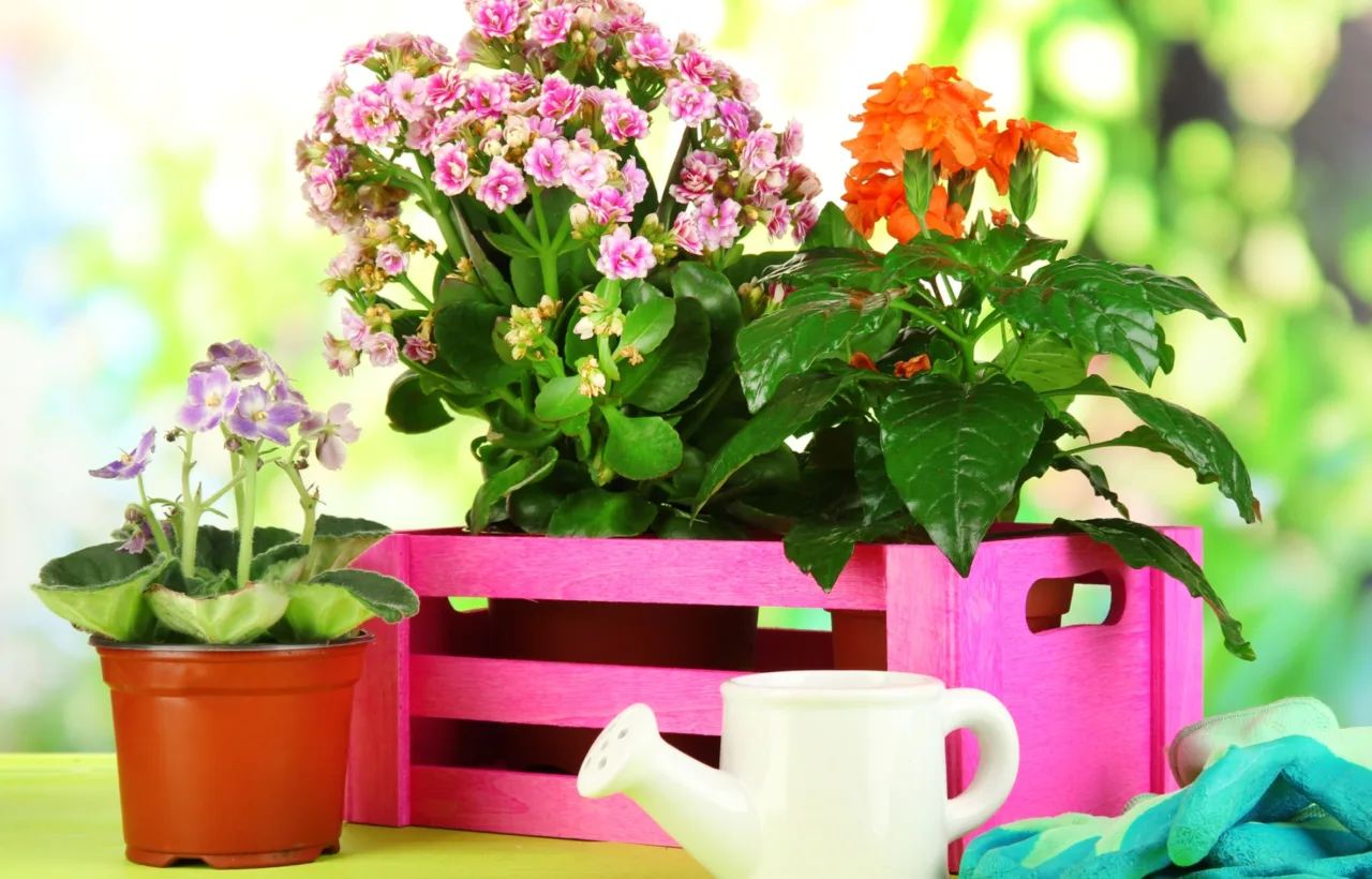 full sun planters container plants