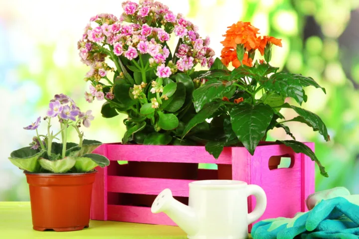 full sun planters container plants