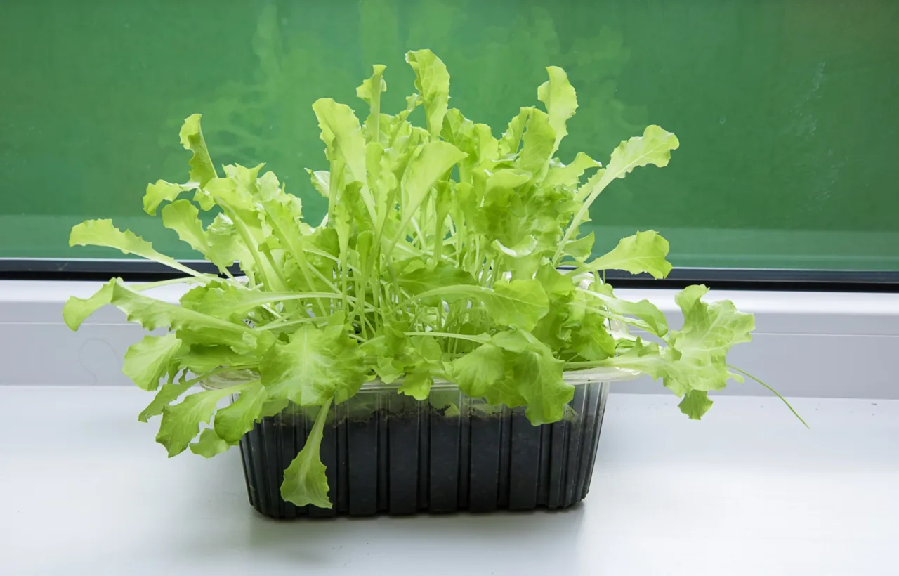 grow lettuce in container