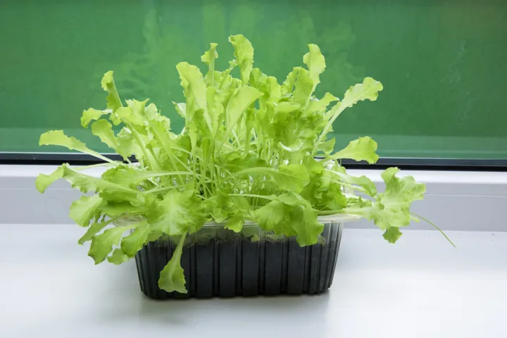 grow lettuce in container
