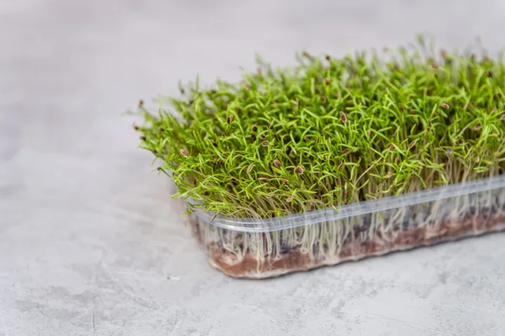 growing dill in a container