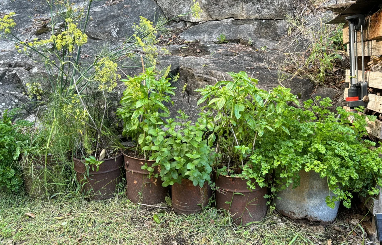 herb pots outdoor container gardening