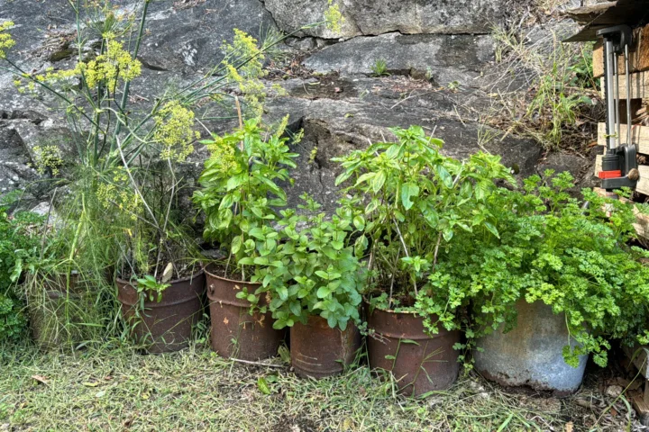 herb pots outdoor container gardening