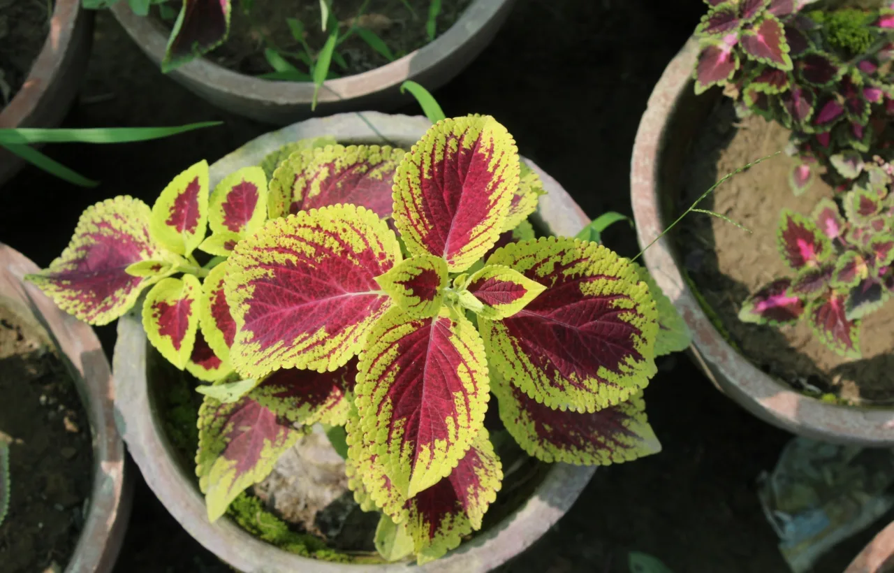hosta container ideas