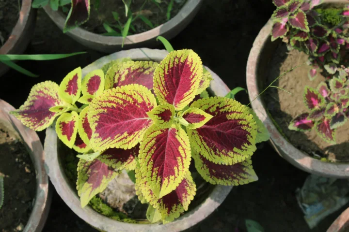 hosta container ideas