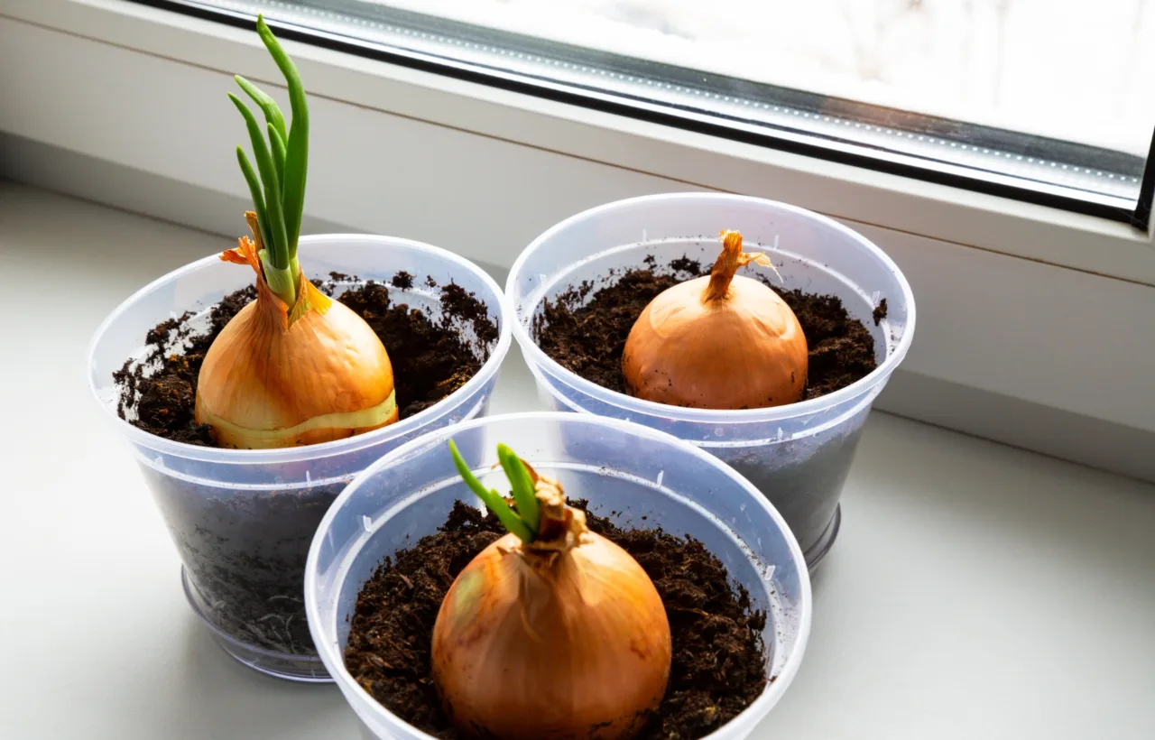 how to grow onions in a container
