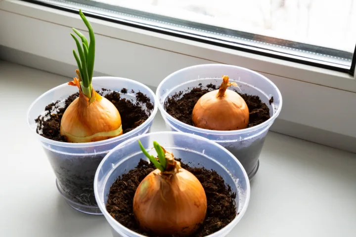how to grow onions in a container