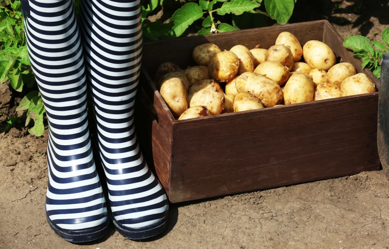 how to grow potatoes in a container