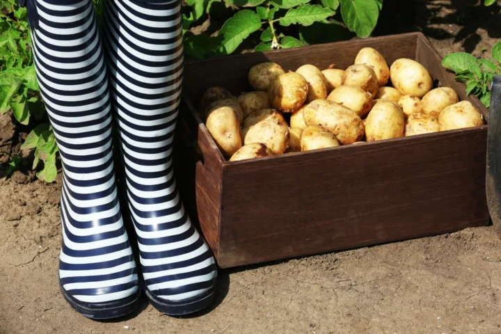 how to grow potatoes in a container