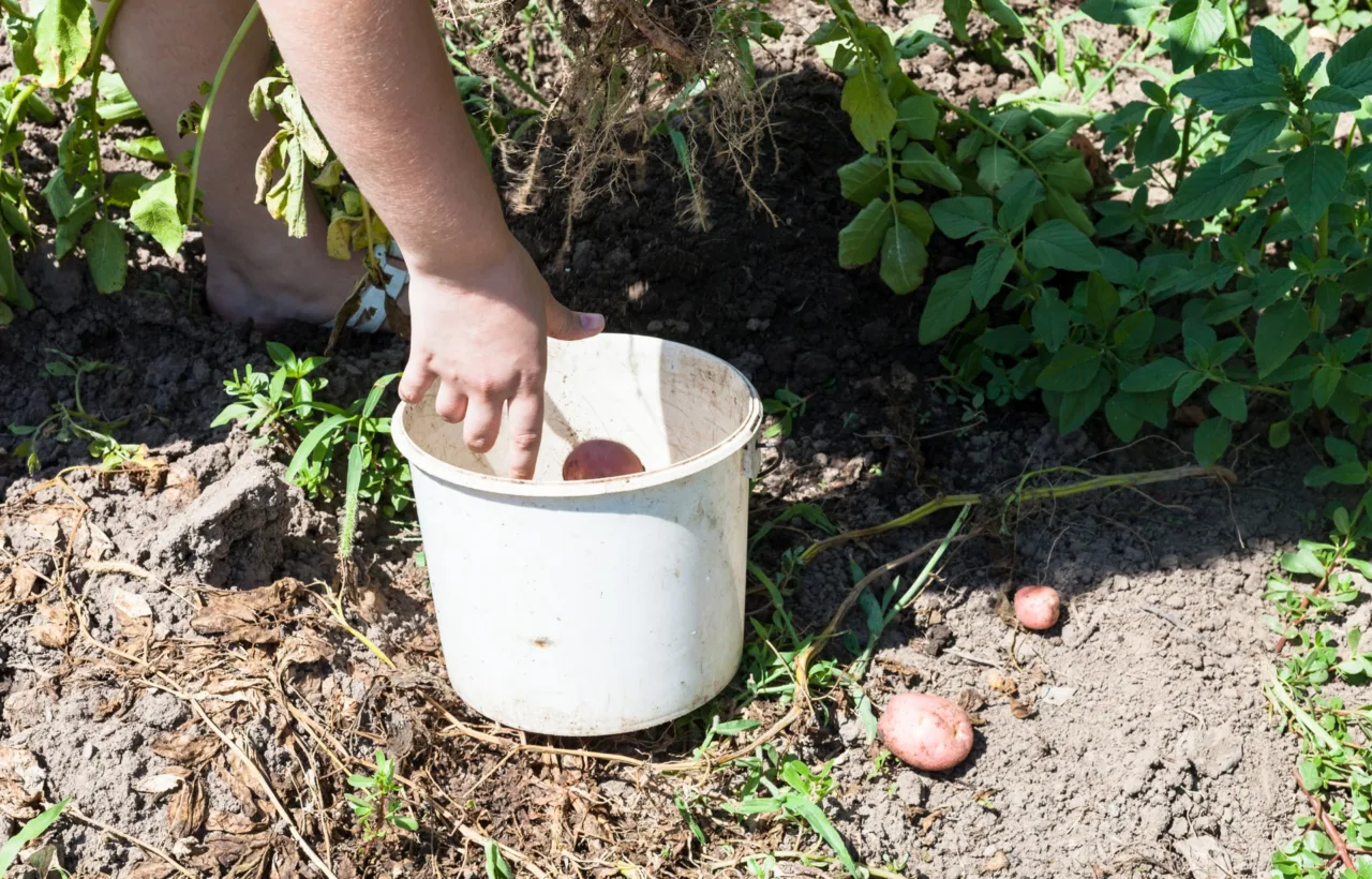 how to plant potatoes in a container