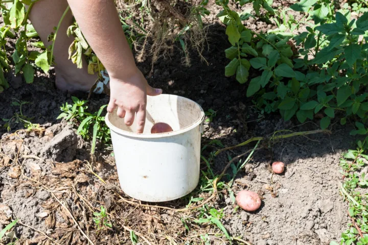 how to plant potatoes in a container