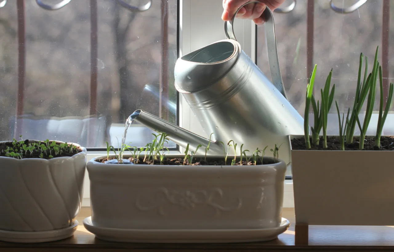 indoor plant container ideas