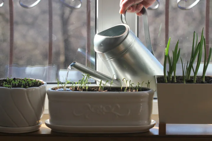 indoor plant container ideas