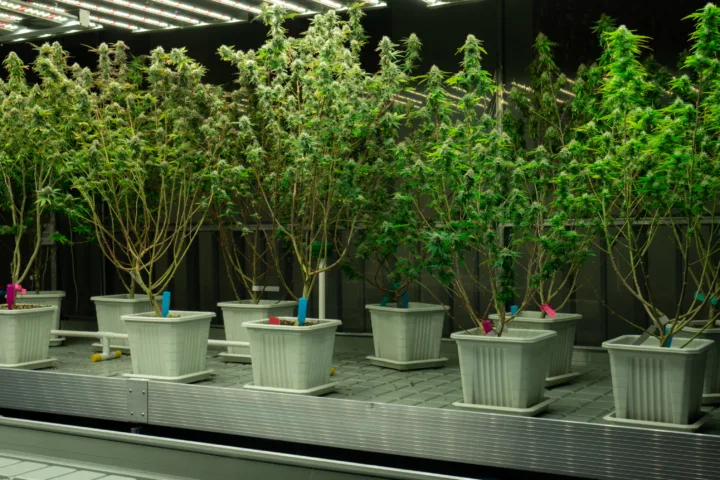 large container planting ideas