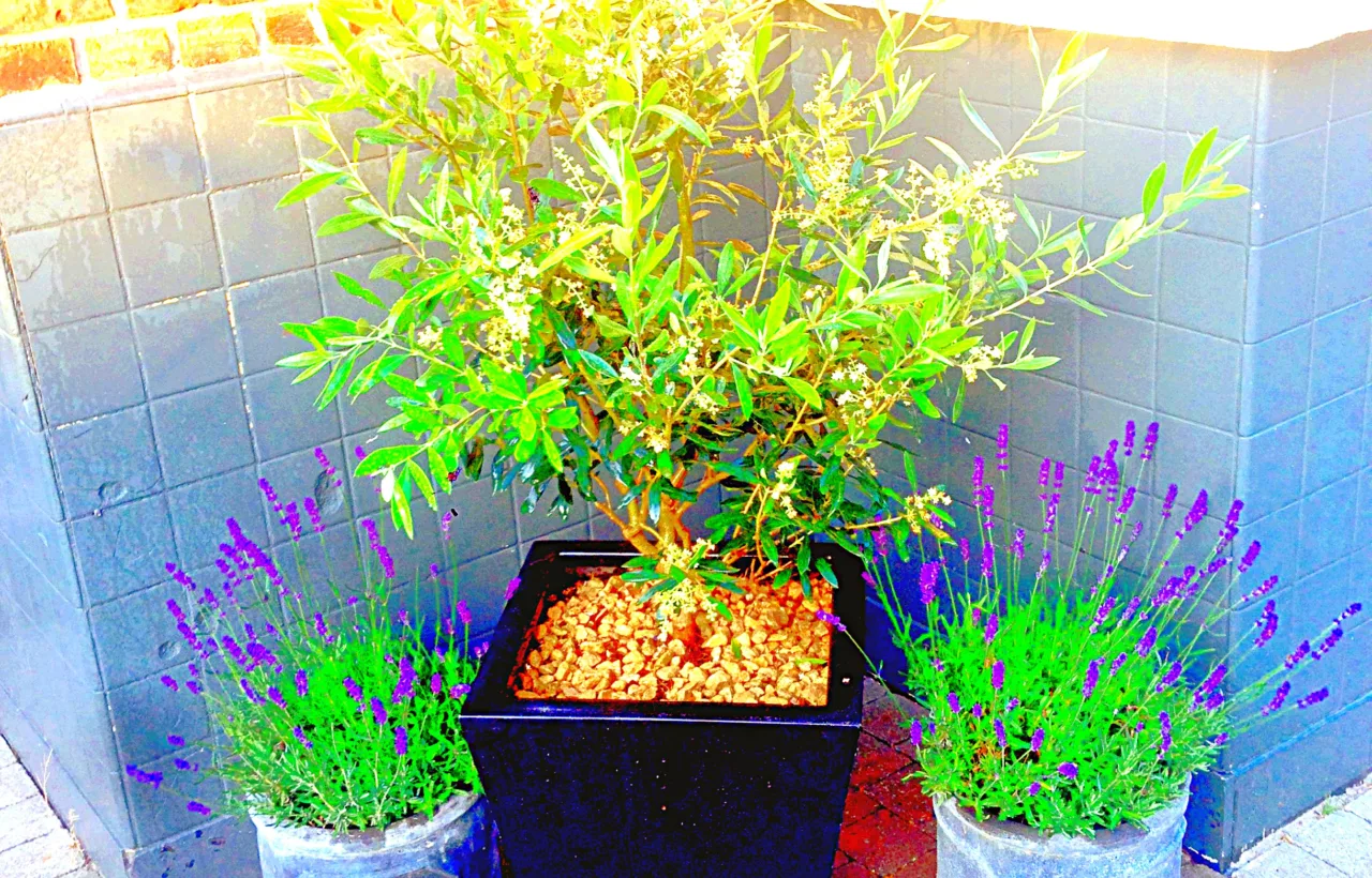large container planting ideas full sun