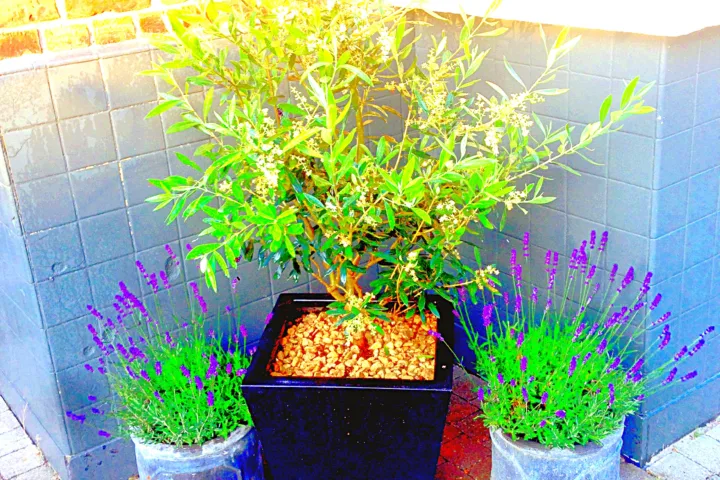 large container planting ideas full sun